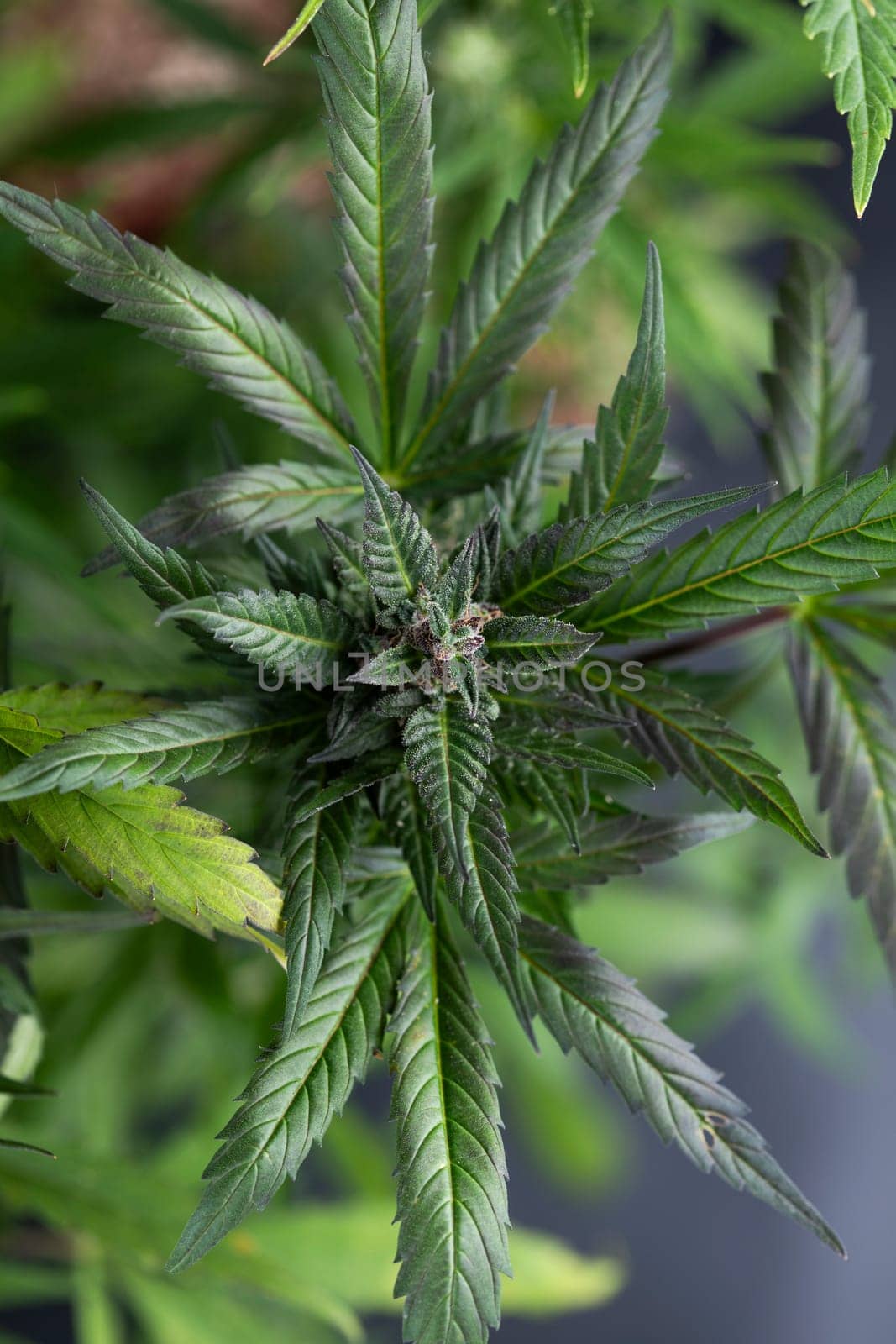 Cannabis leaves with marijuana, cbd concept