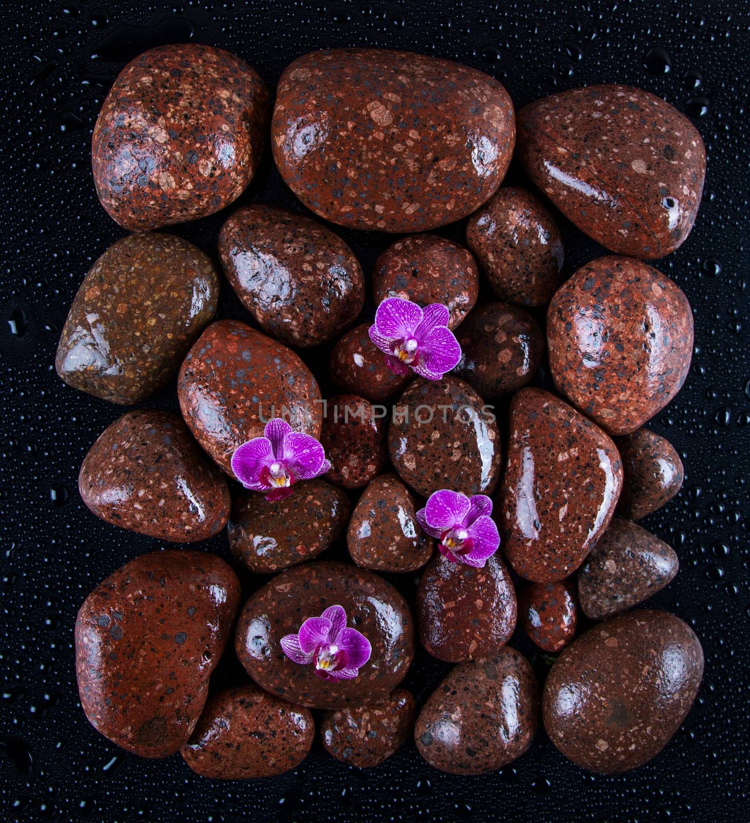 Stones in a purple and pink orchid flower