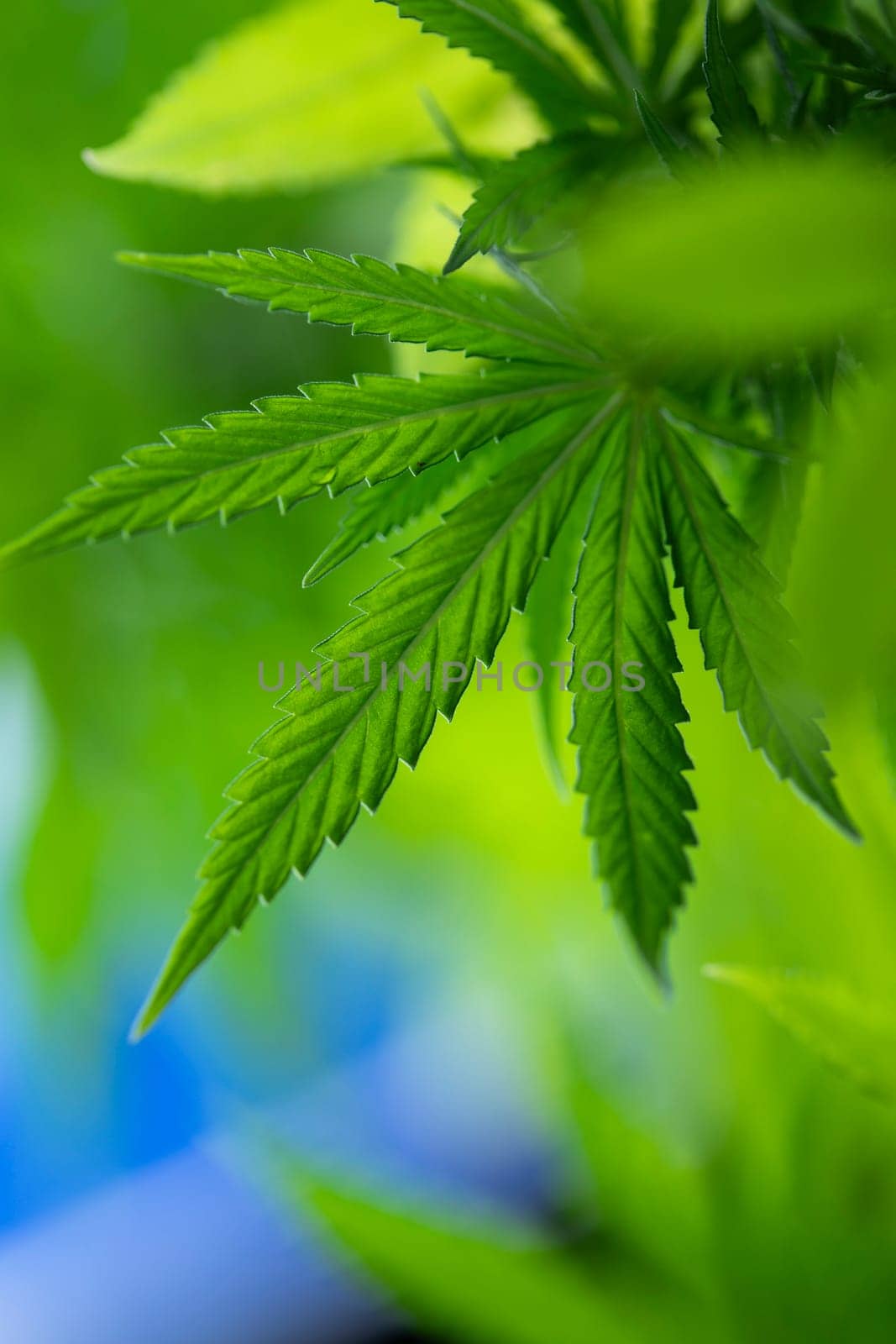 Close up view of green marijuana plant