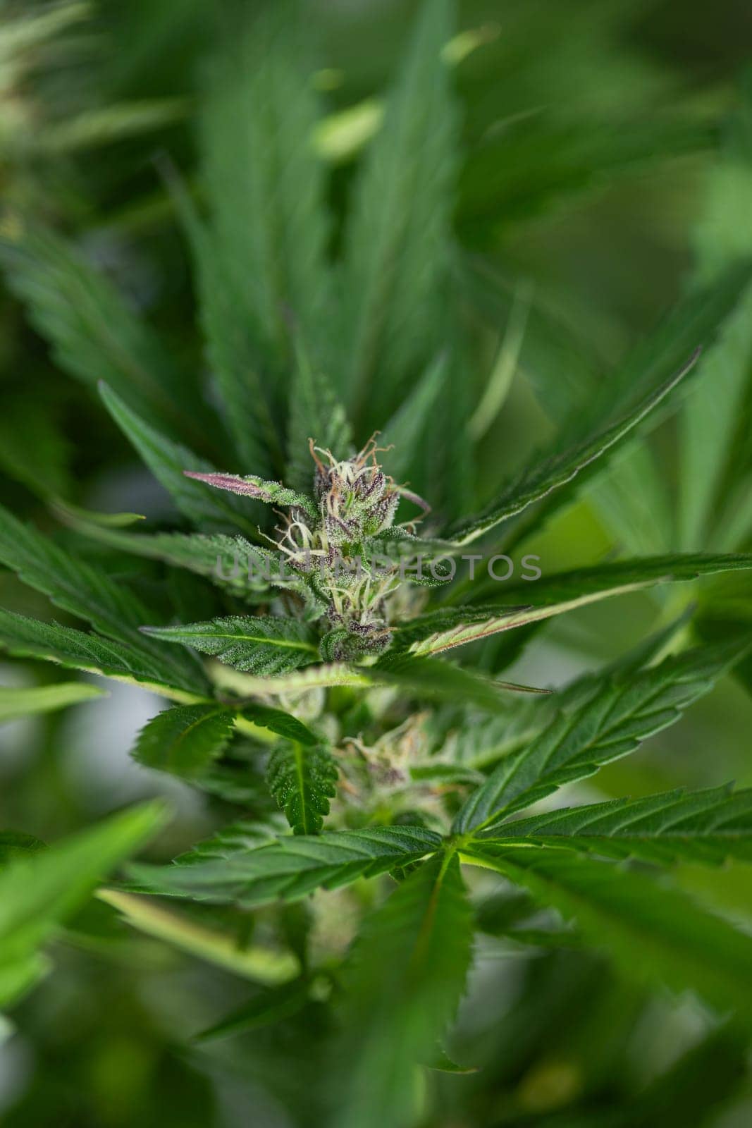 Cannabis leaf and marijuana plant. medical marijuana cannabis