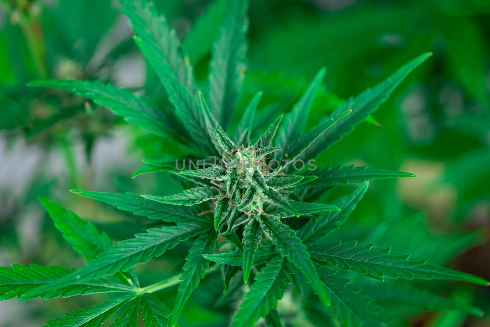 Cannabis leaves, Hemp medical plant, Marijuana