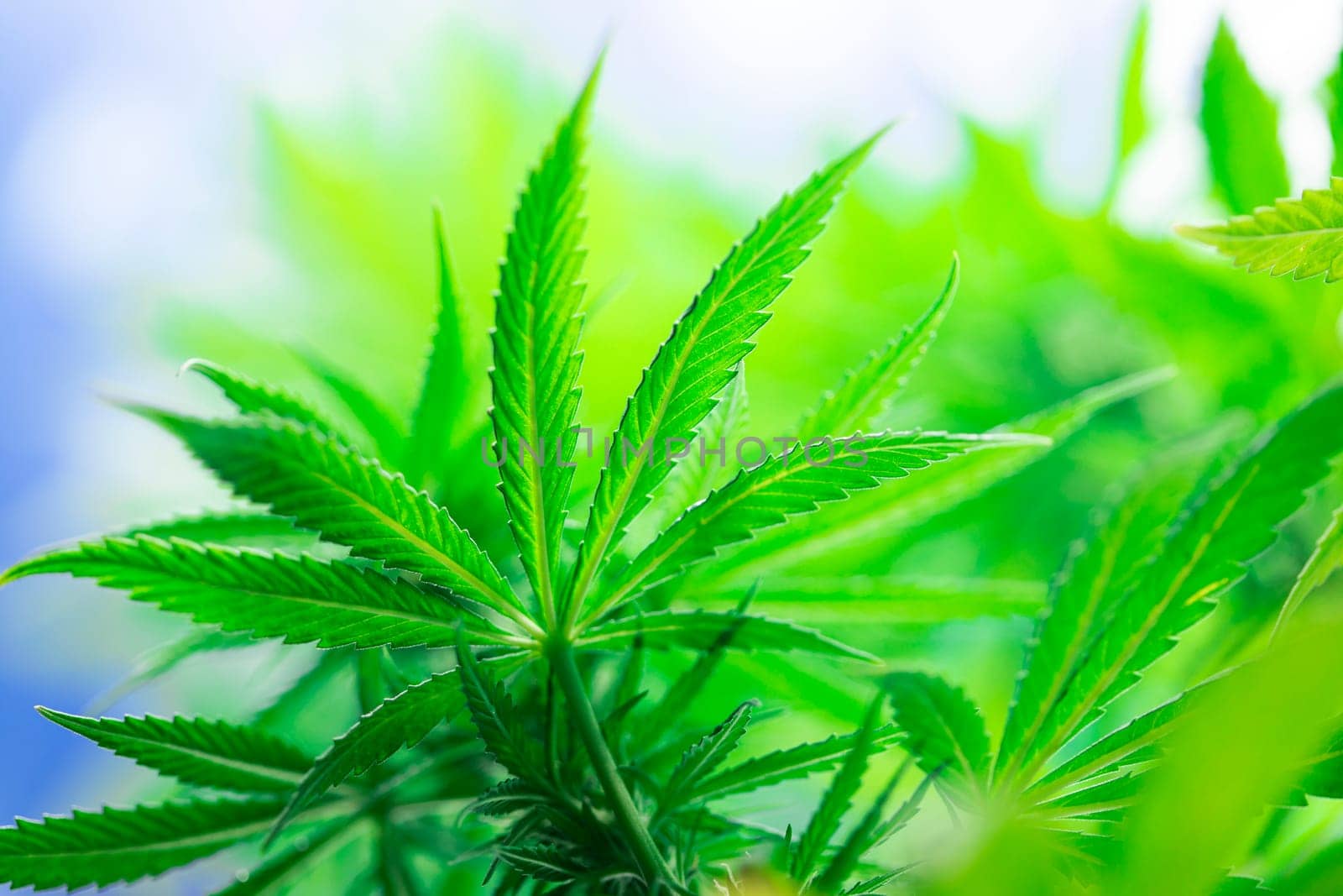 Cannabis leaves, green background, close up, marijuana