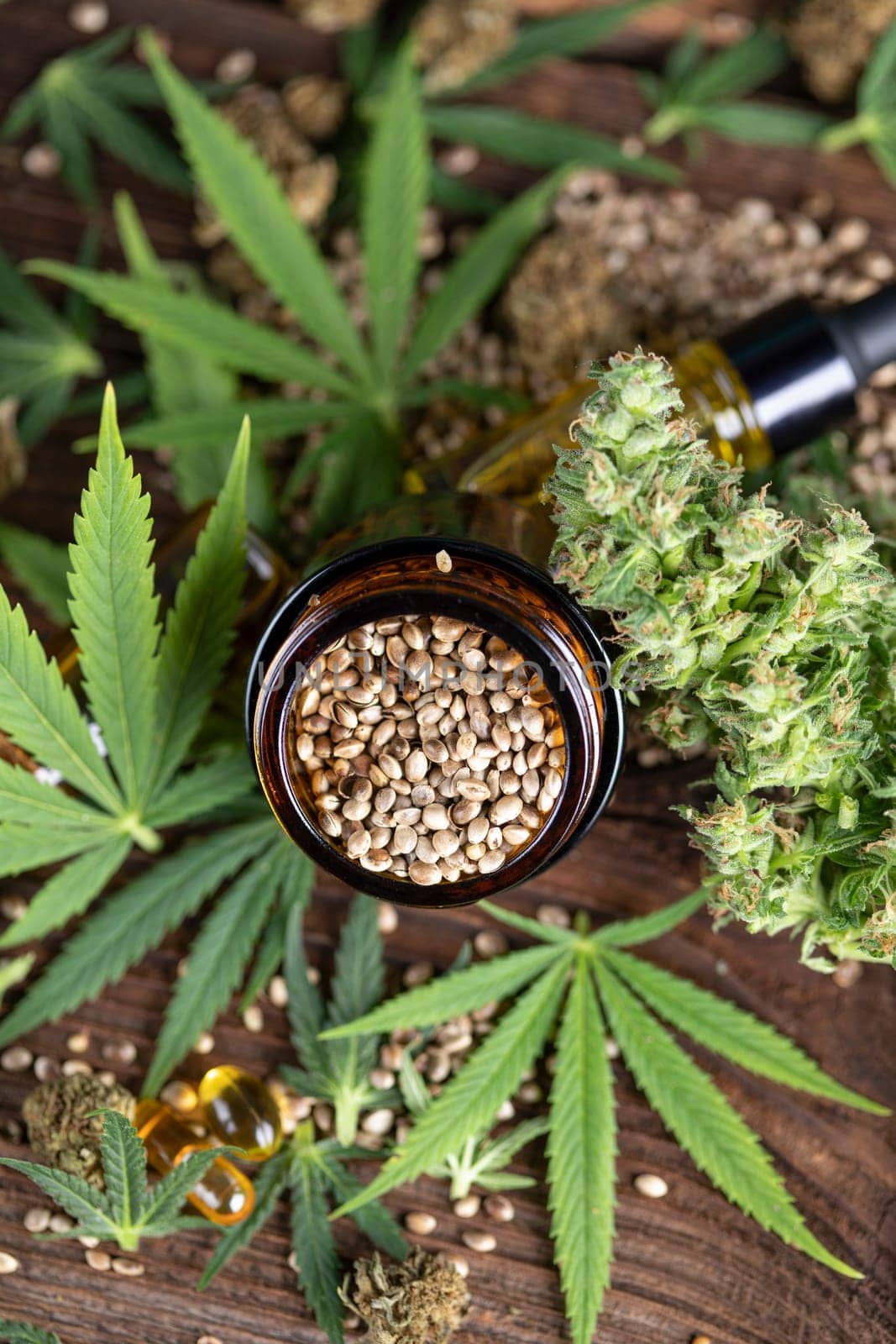 Marijuana plant with medical cannabis, cbd
