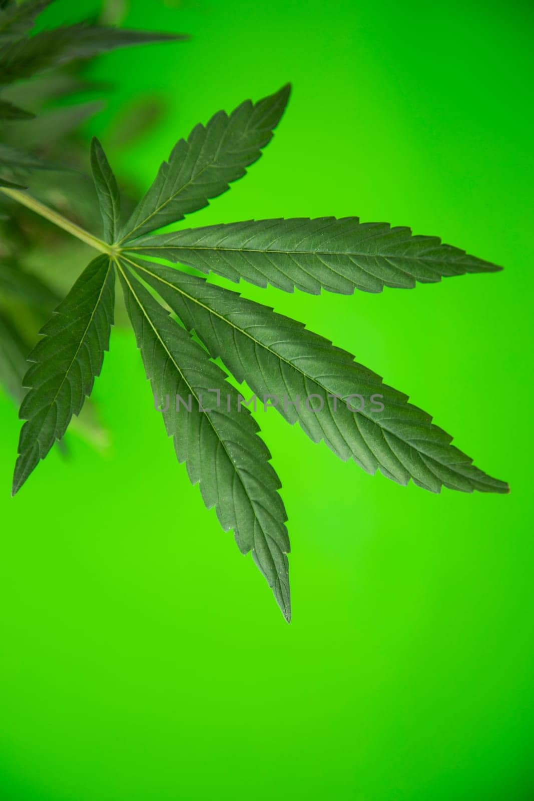 Marijuana, cannabis plant. cannabis plant