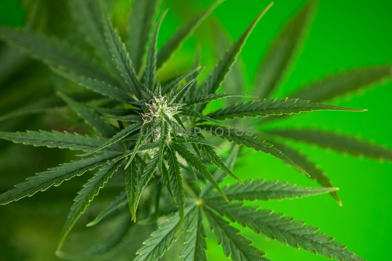 Marijuana, cannabis plant. cannabis plant