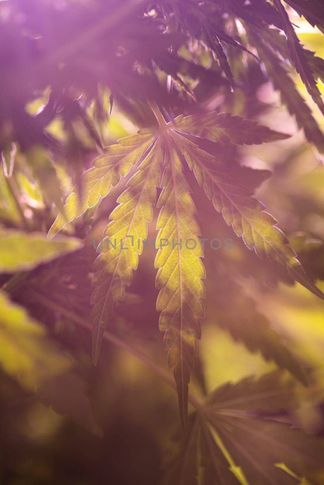 Weed medicine leaf, Grow indica flowering, Cannabis plant, Marijuana