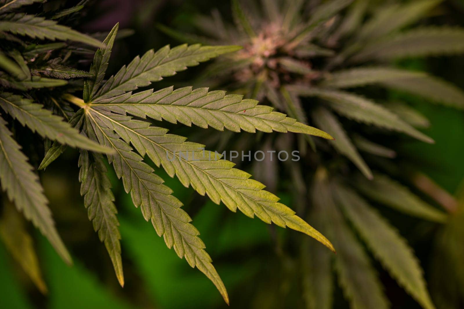 Green cannabis flowers, Weed medicine leaf, Marijuana