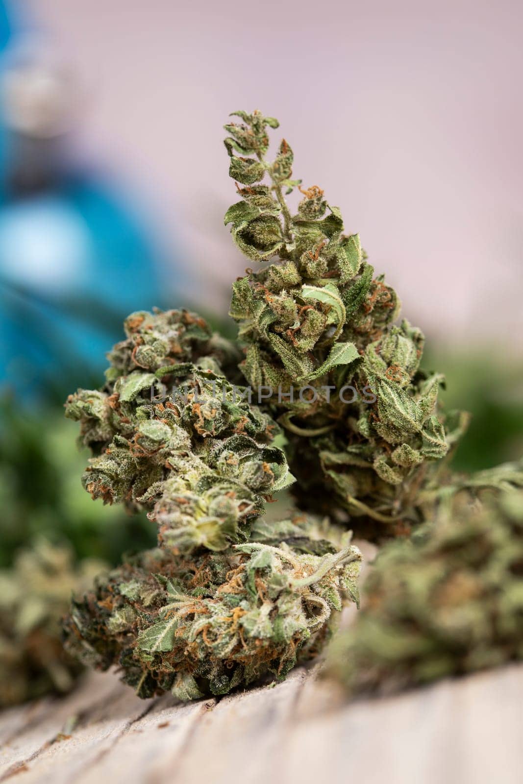 Marijuana, cannabis bud and weed, cbd concept