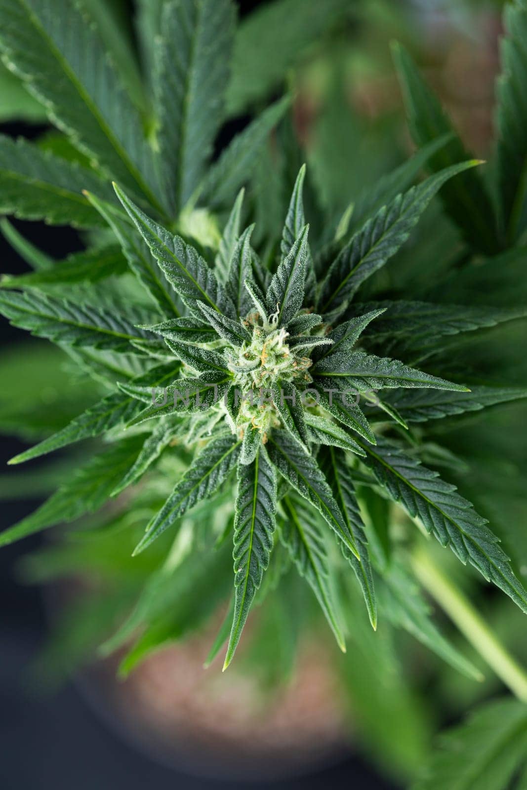 Cannabis leaves, Hemp medical plant, Marijuana