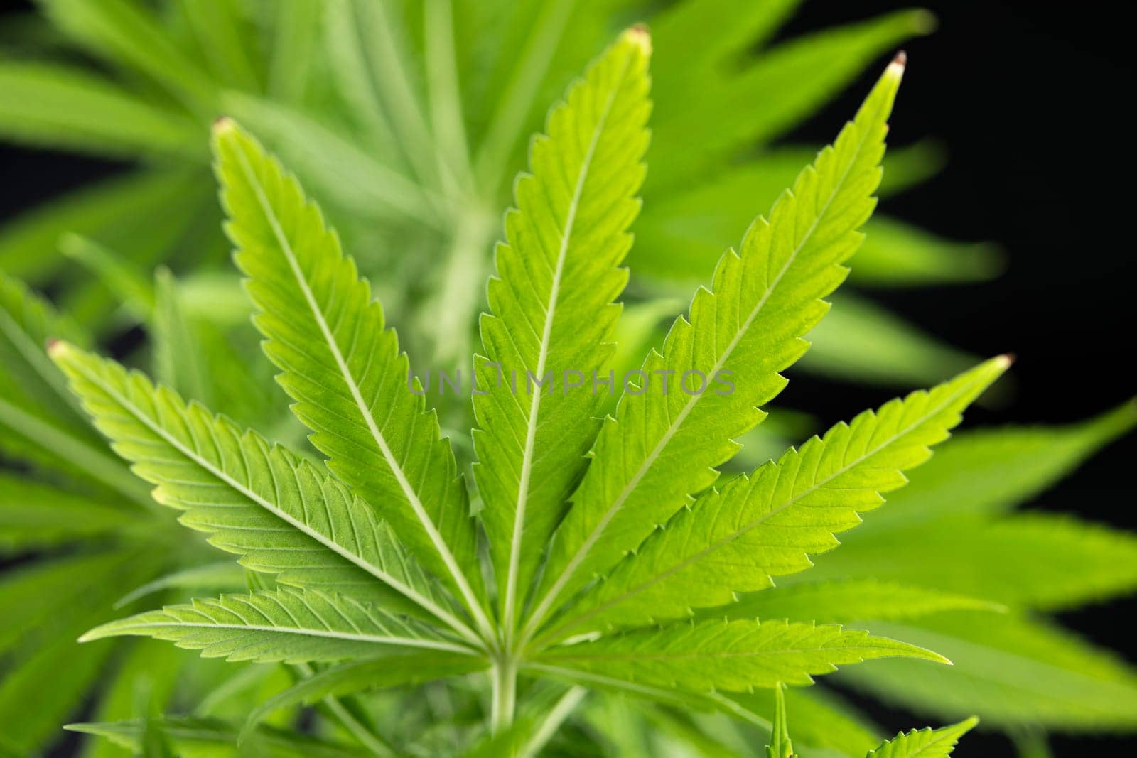 Close up view of green marijuana plant