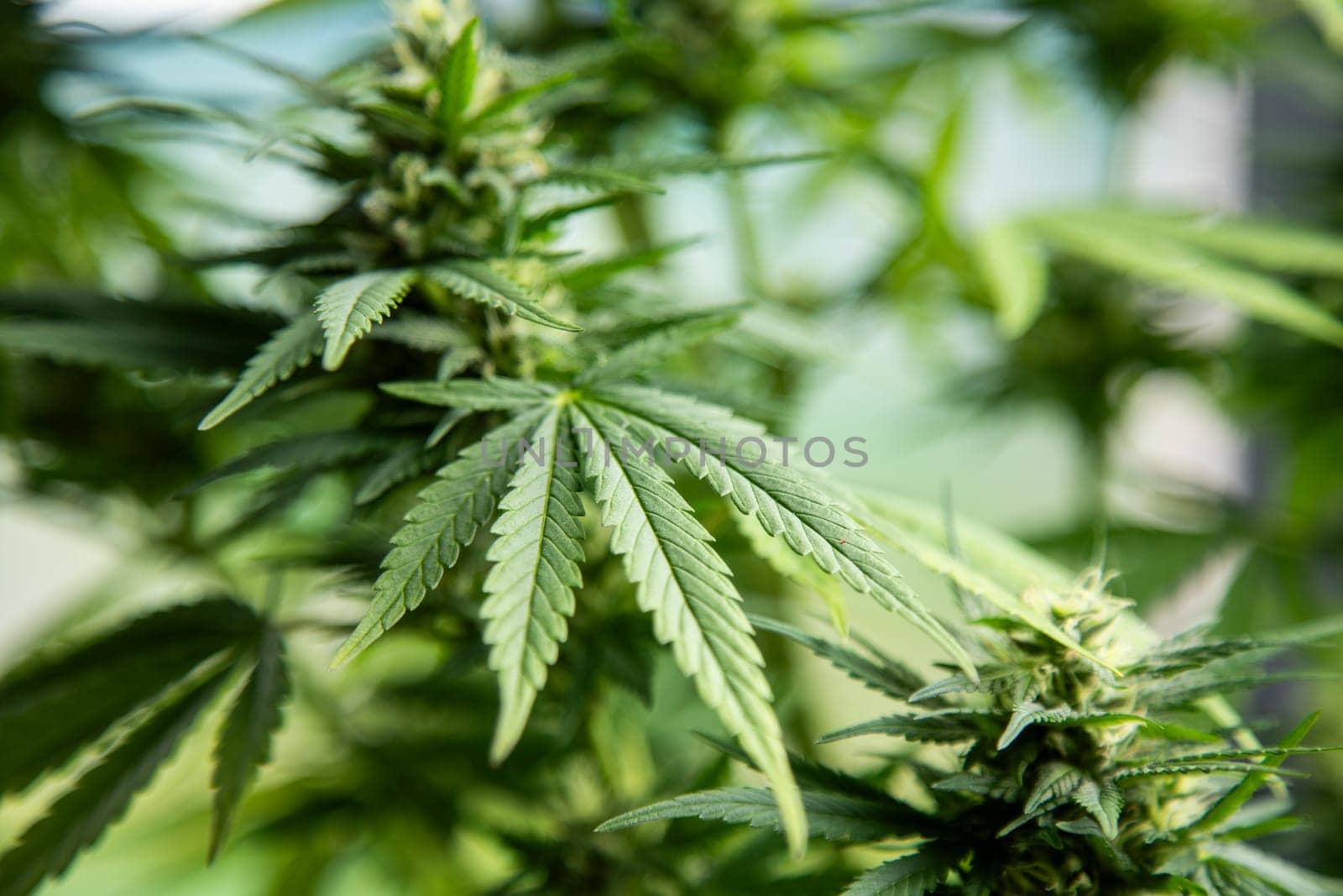 Cannabis leaves, Hemp medical plant, Marijuana