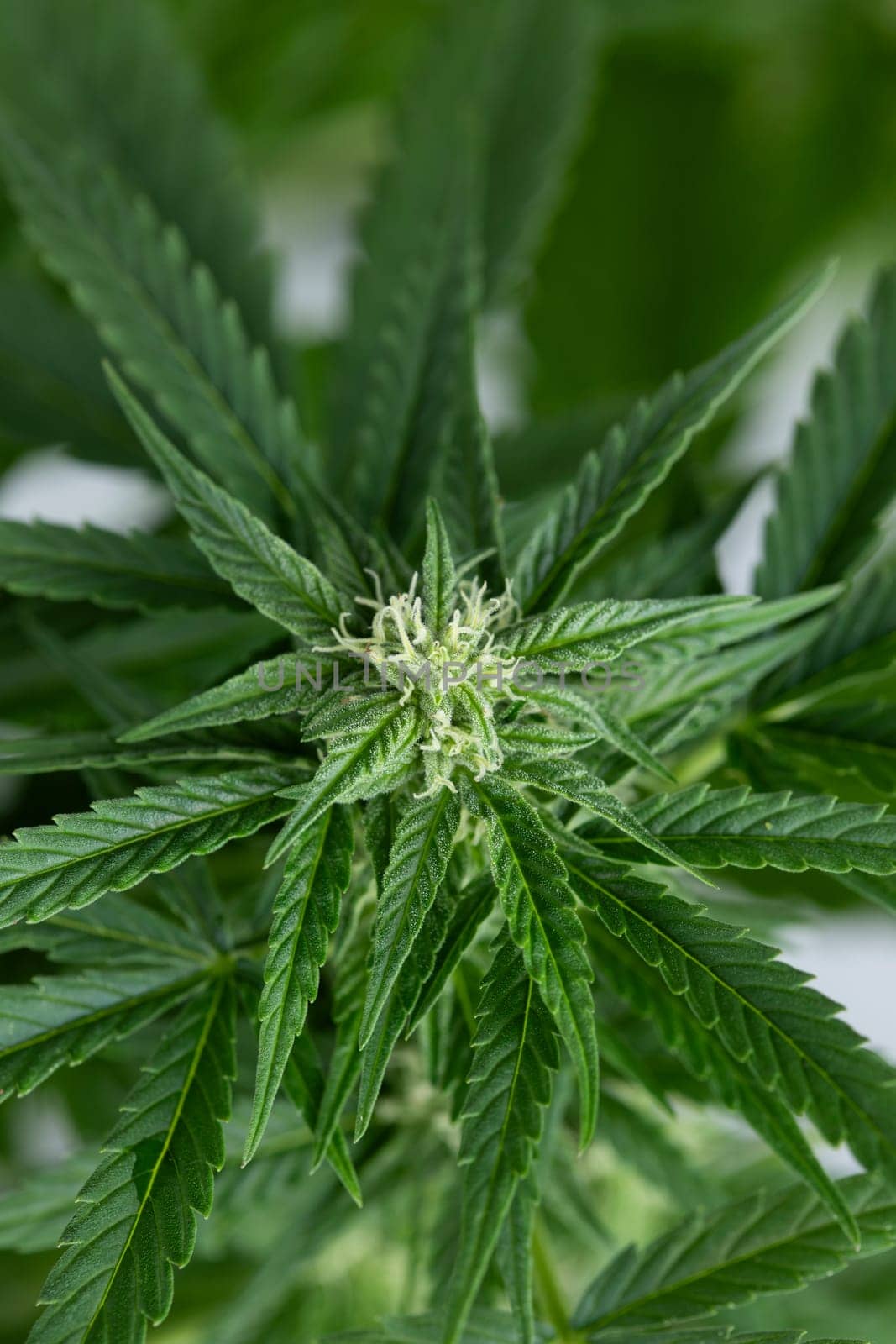 Cannabis leaves, Hemp medical plant, Marijuana