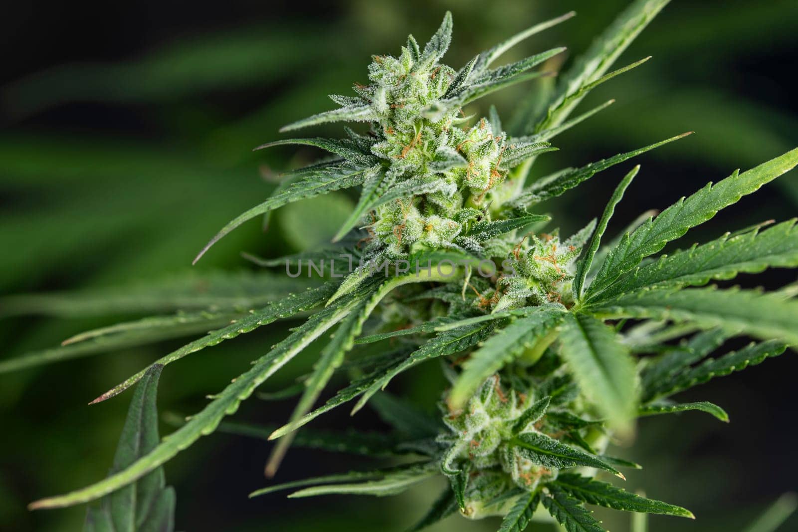 Cannabis leaves with marijuana, cbd concept