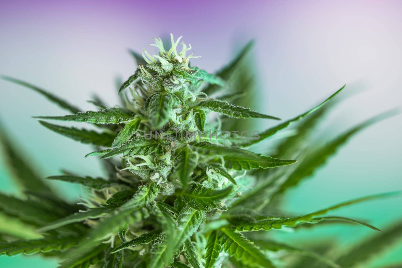 Cannabis leaf and marijuana plant. medical marijuana cannabis