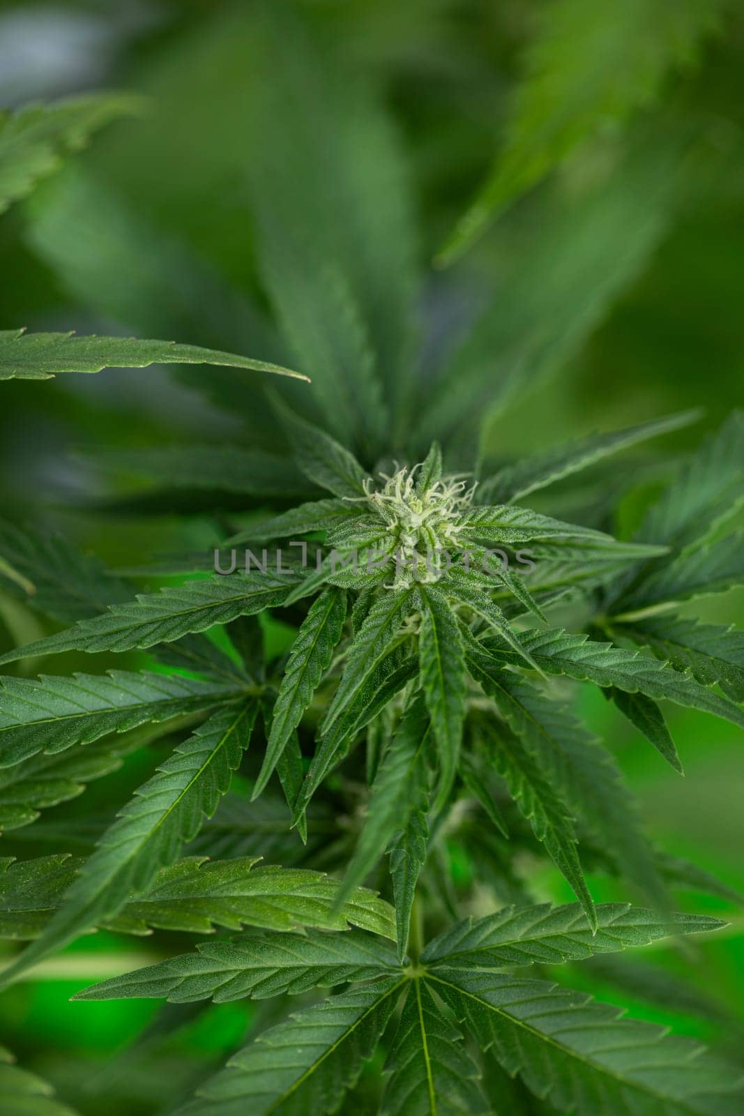 Cannabis leaves, green background, close up, marijuana