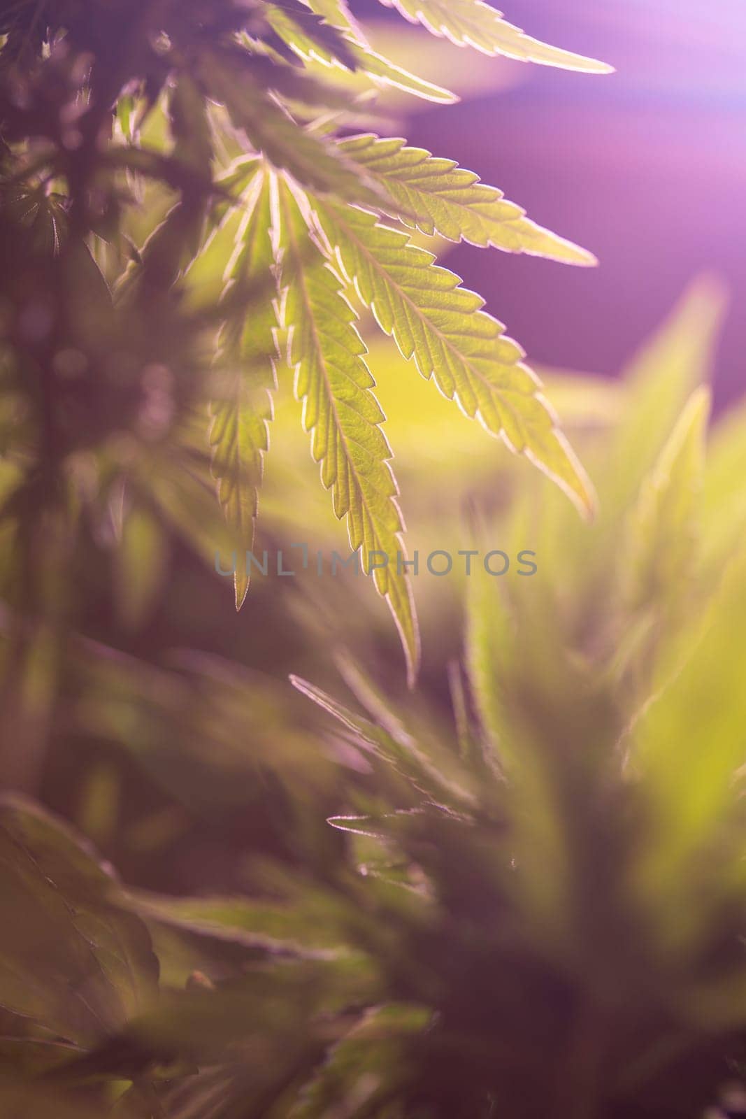 Green cannabis flowers, Weed medicine leaf, Marijuana
