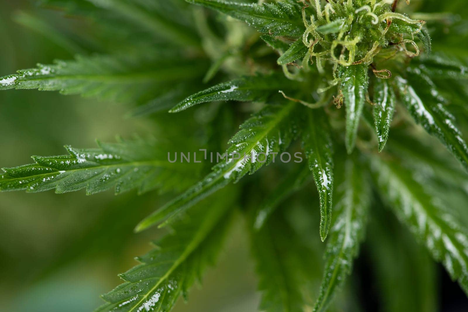 Marijuana plant with medical cannabis, cbd