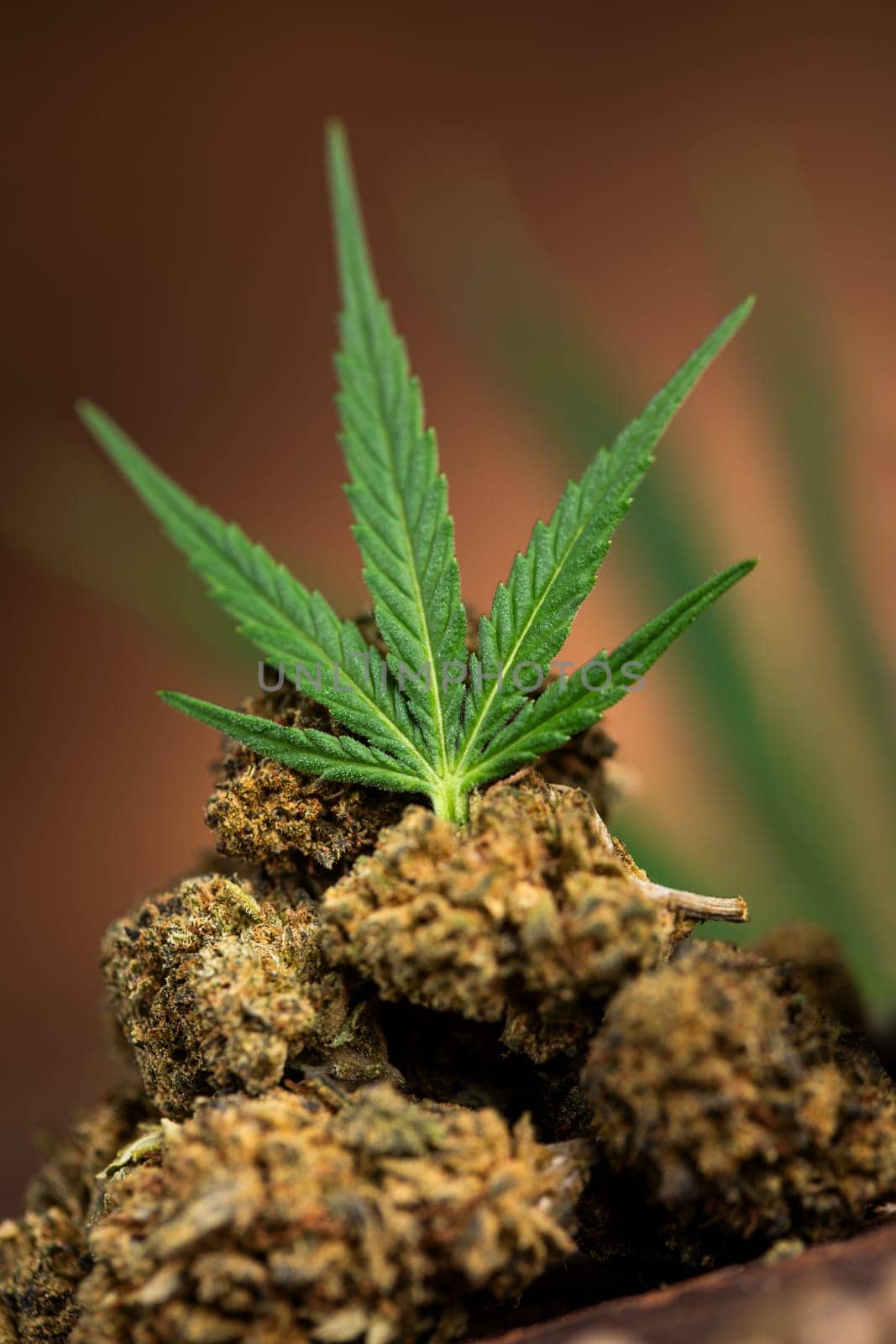 Top view of marijuana leaves and cannabis buds
