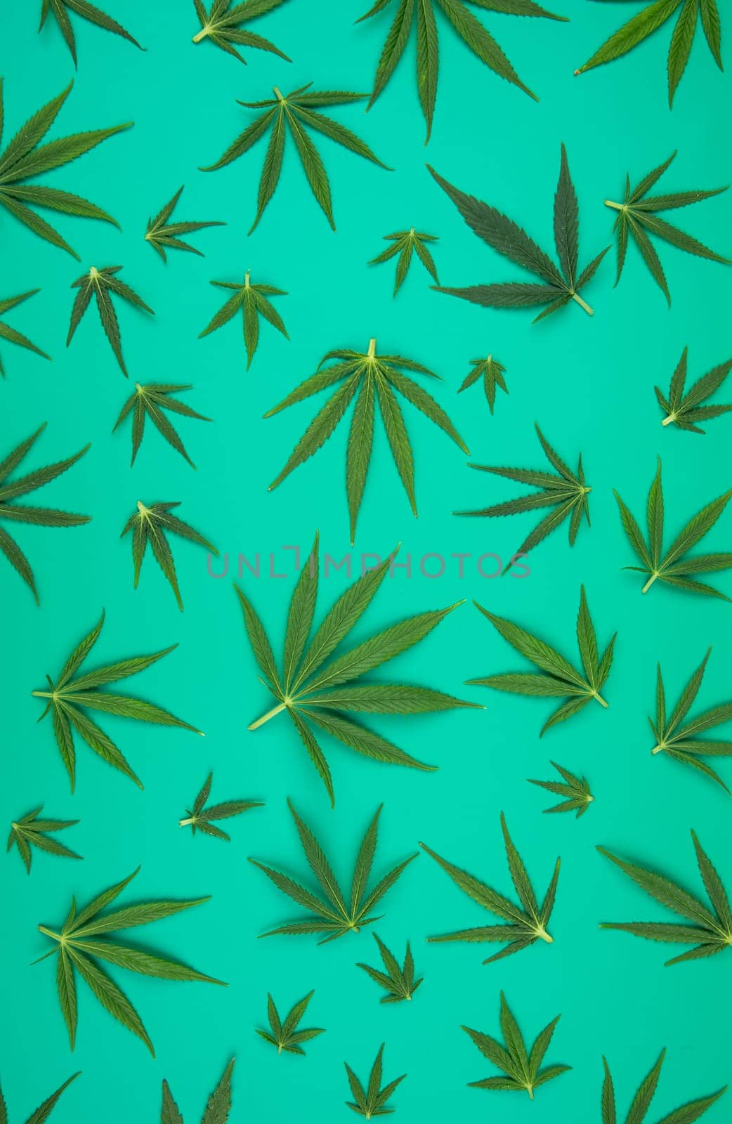 Cannabis leaves with marijuana, cbd, Flat lay composition