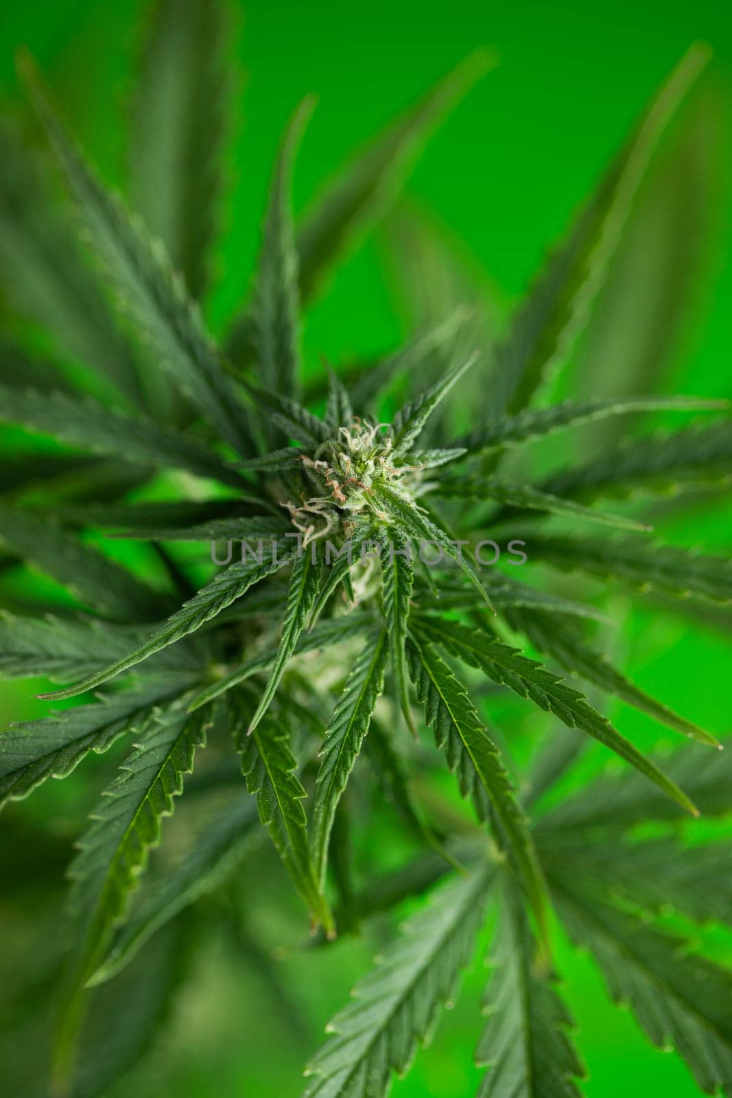 Marijuana, cannabis plant. cannabis plant