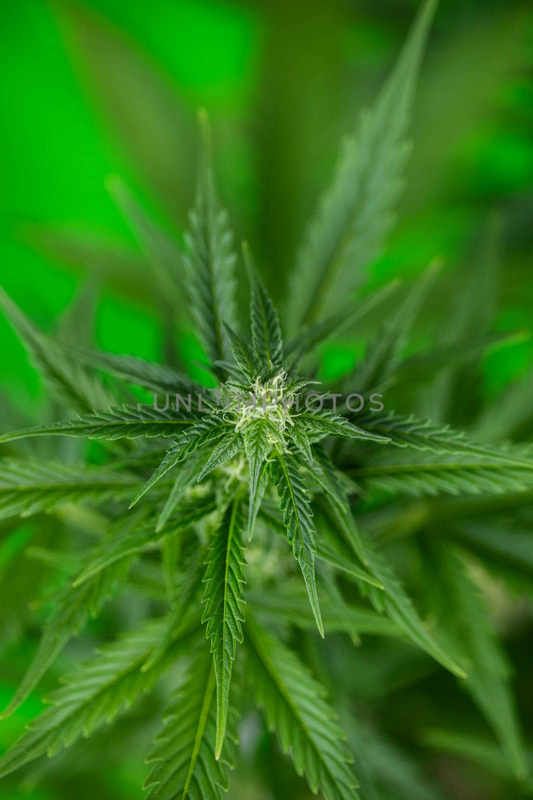 Marijuana, cannabis plant. cannabis plant
