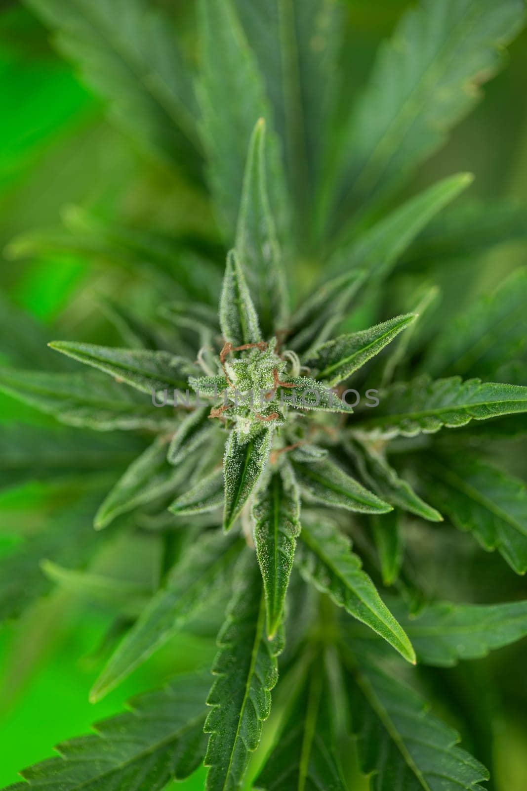 Green cannabis flowers, Weed medicine leaf, Marijuana