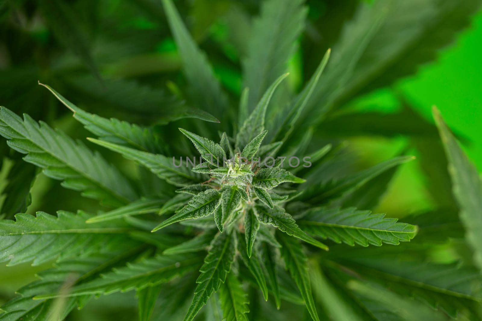 Close up view of green marijuana plant