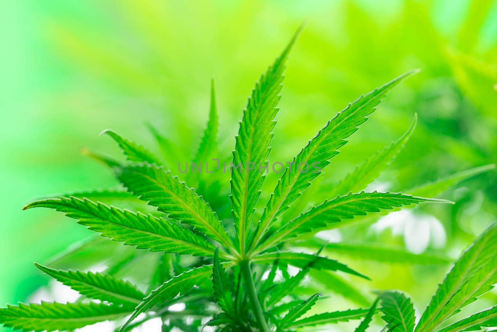 Green cannabis flowers, Weed medicine leaf, Marijuana