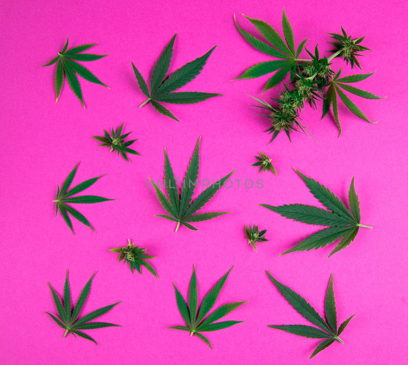 Flat lay composition, cbd, Cannabis leaves with marijuana