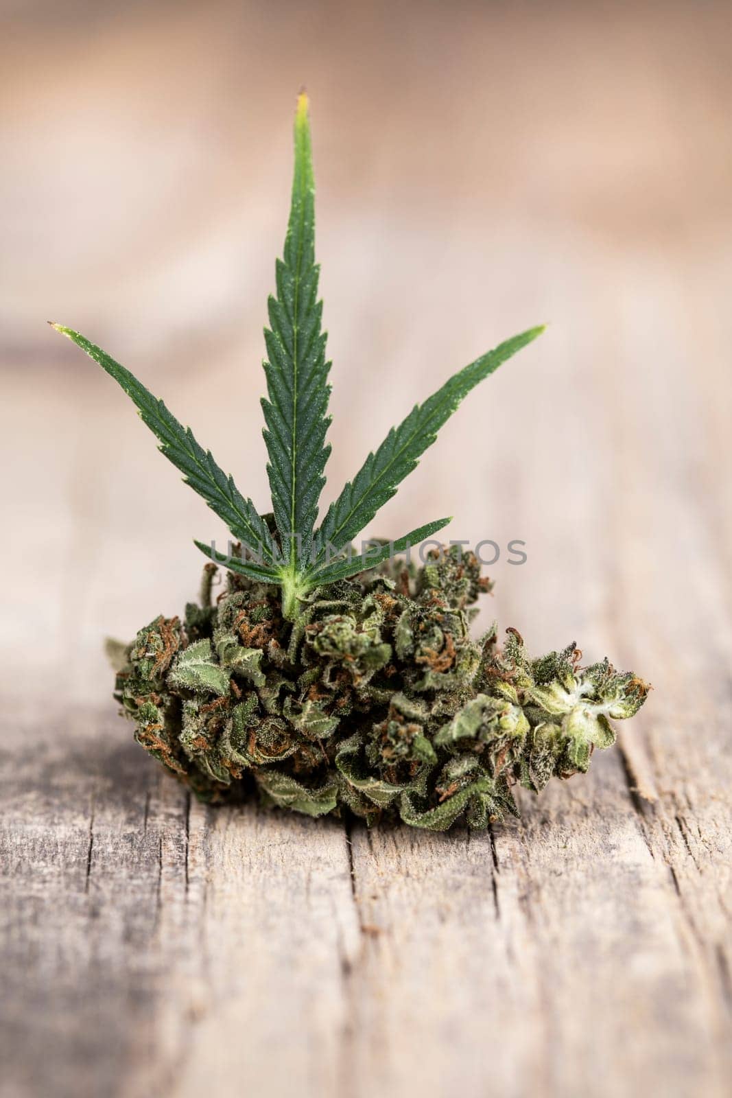 Marijuana, cannabis bud and weed, cbd concept