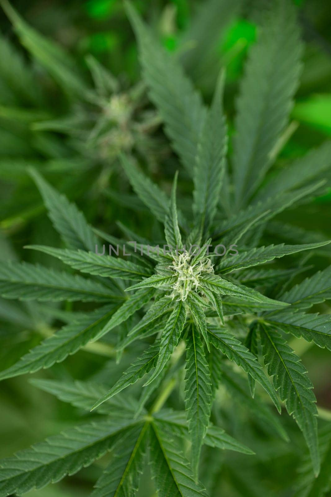 Close up view of green marijuana plant
