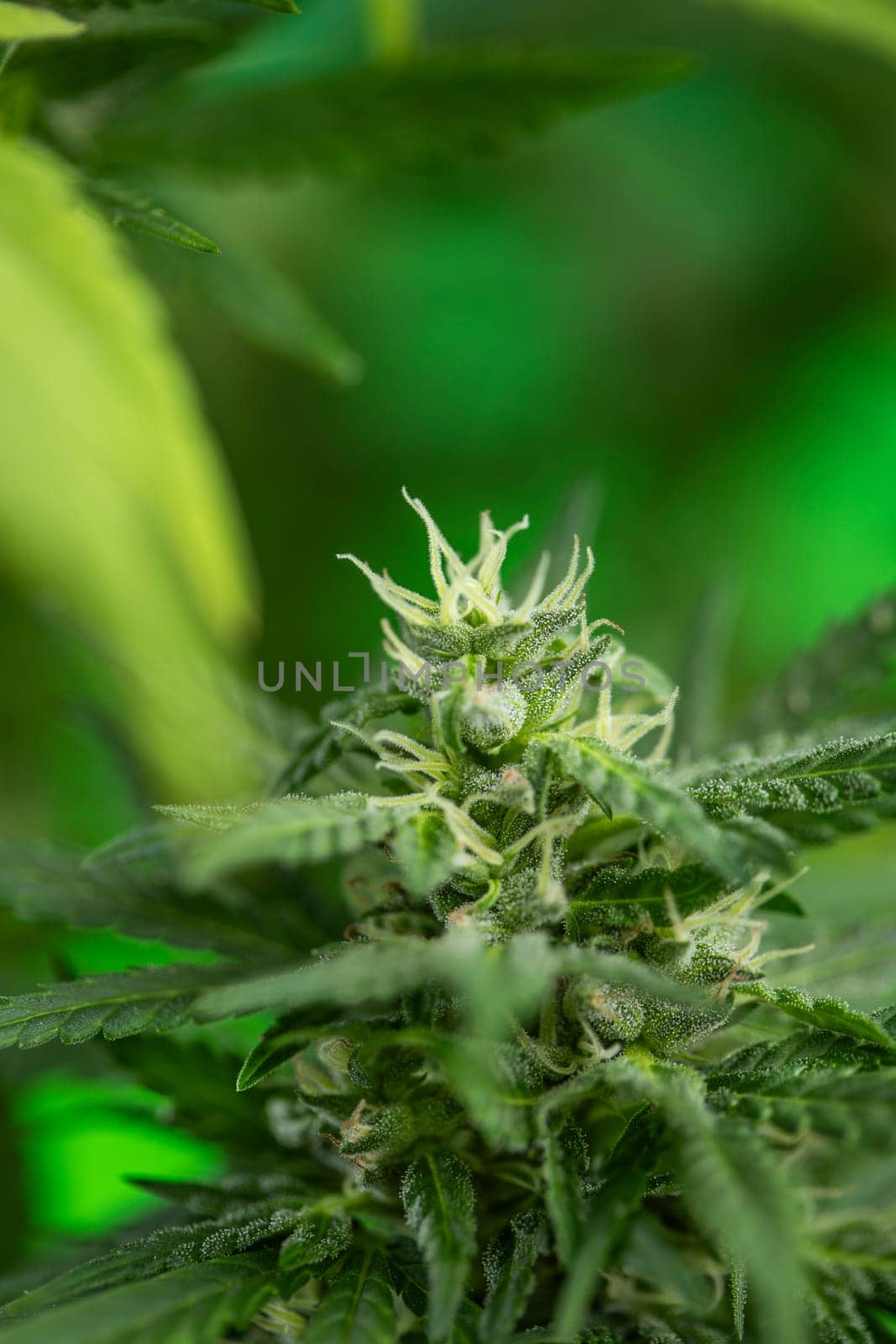 Cannabis leaves, green background, close up, marijuana