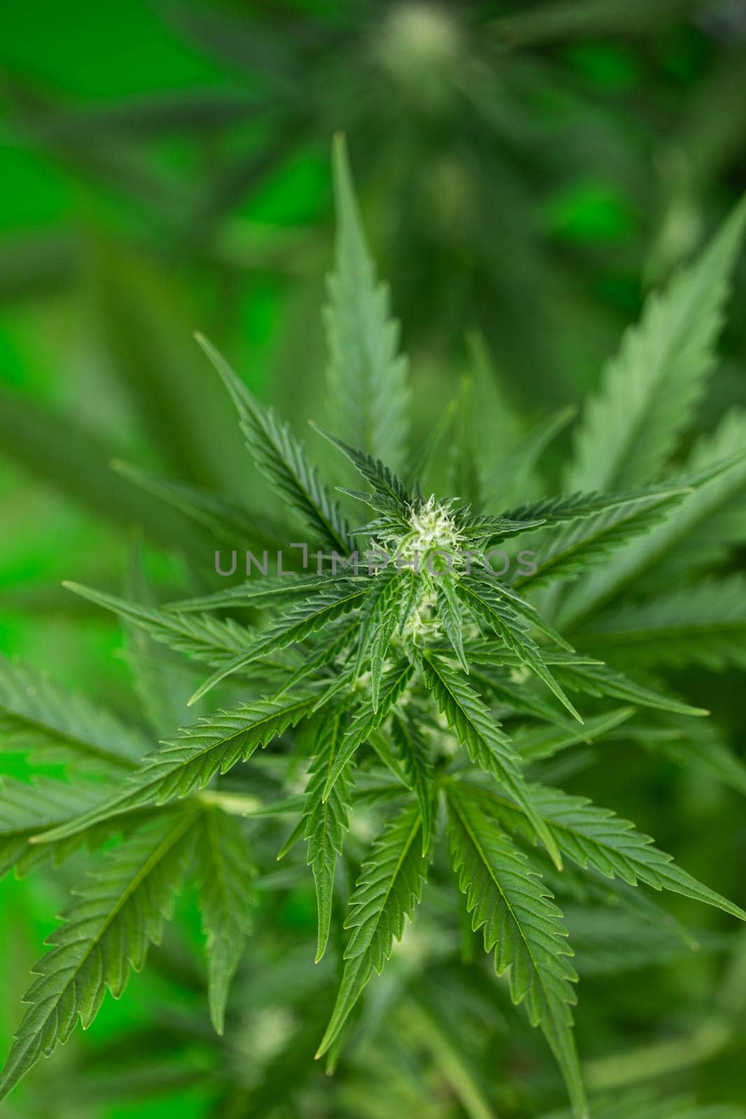 Close up view of green marijuana plant
