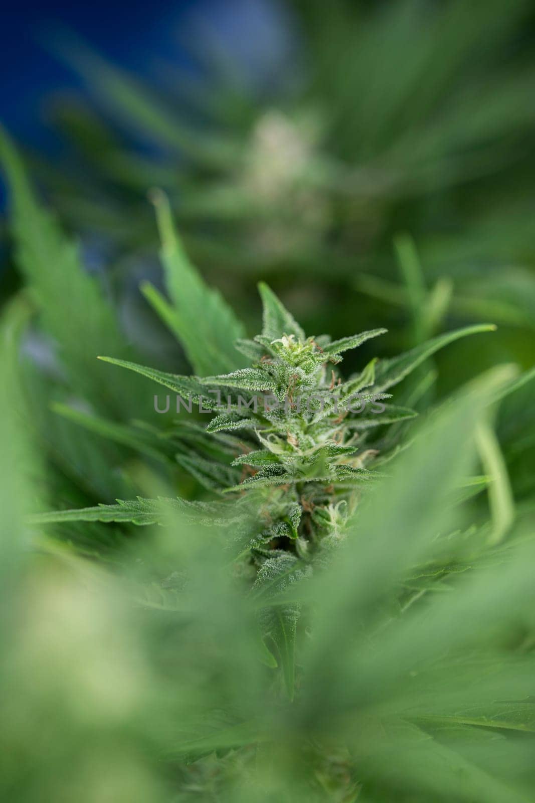 Cannabis leaves, green background, close up, marijuana