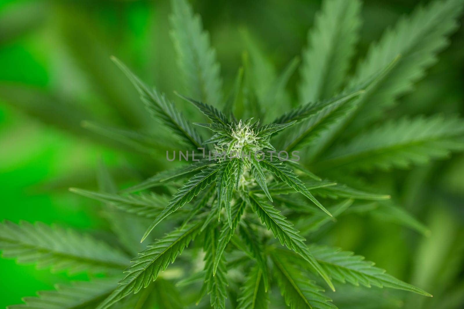 Cannabis leaf and marijuana plant. medical marijuana cannabis