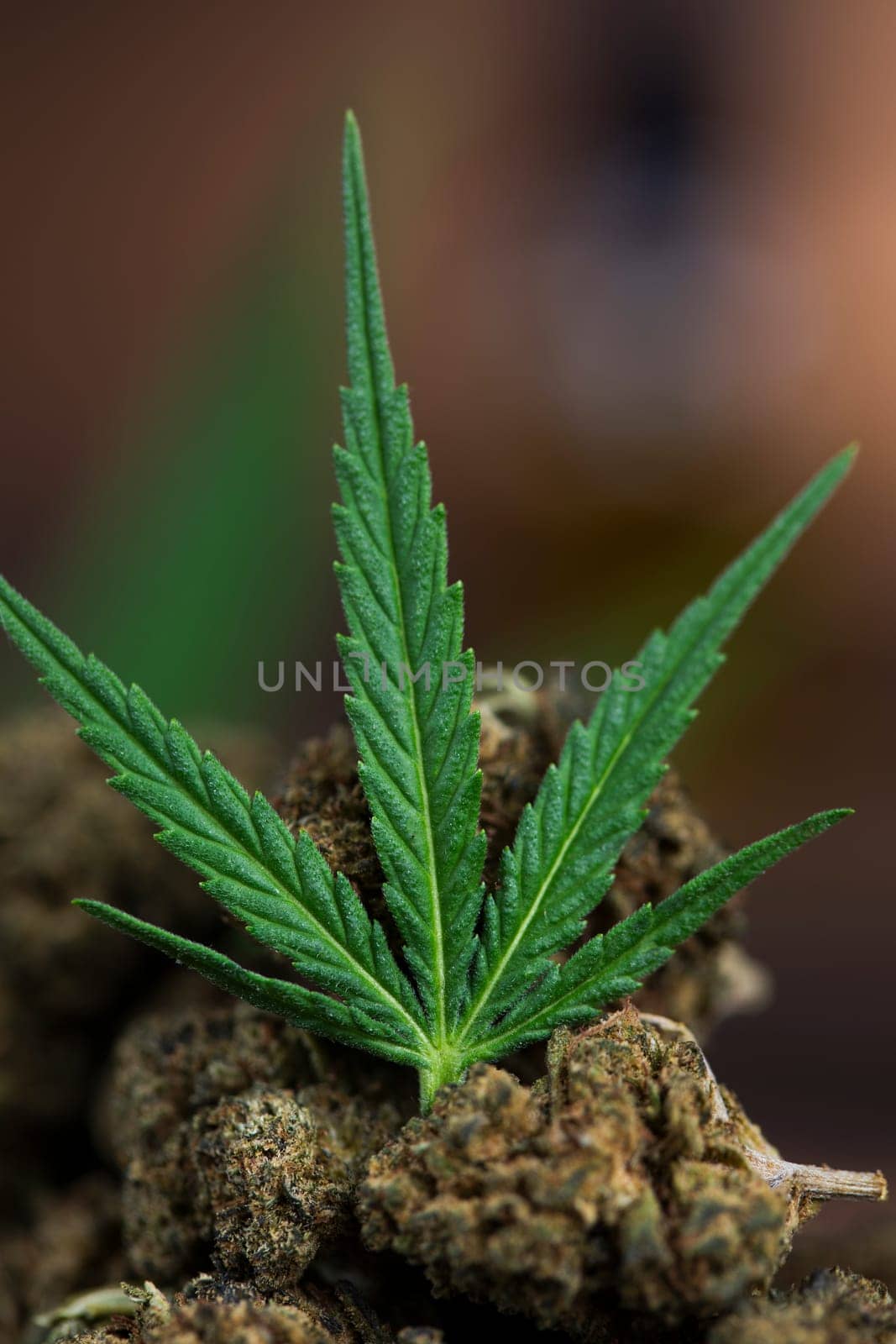 Cbd weed, Cannabis leaves and Top view of marijuana