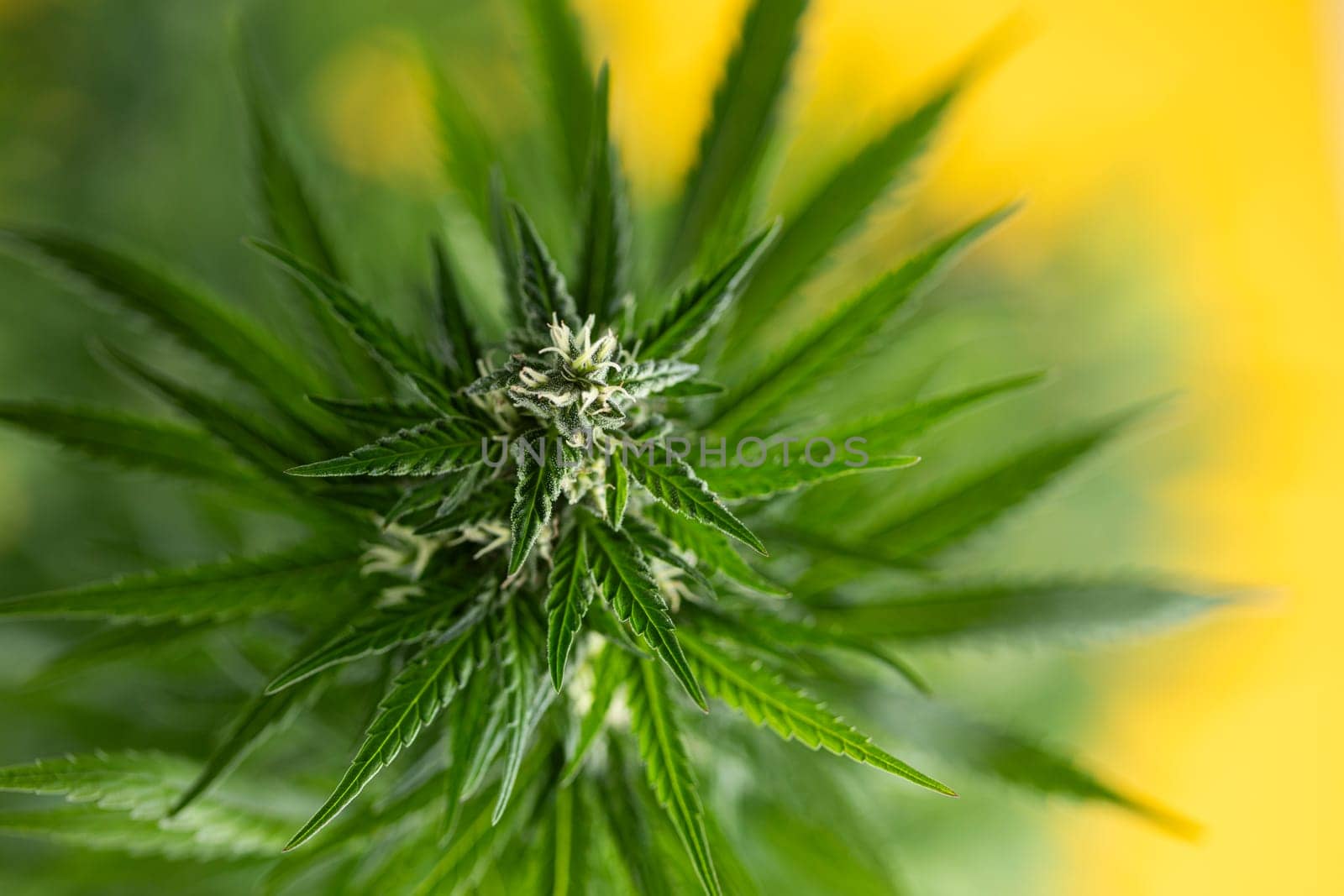 Close up view of green marijuana plant