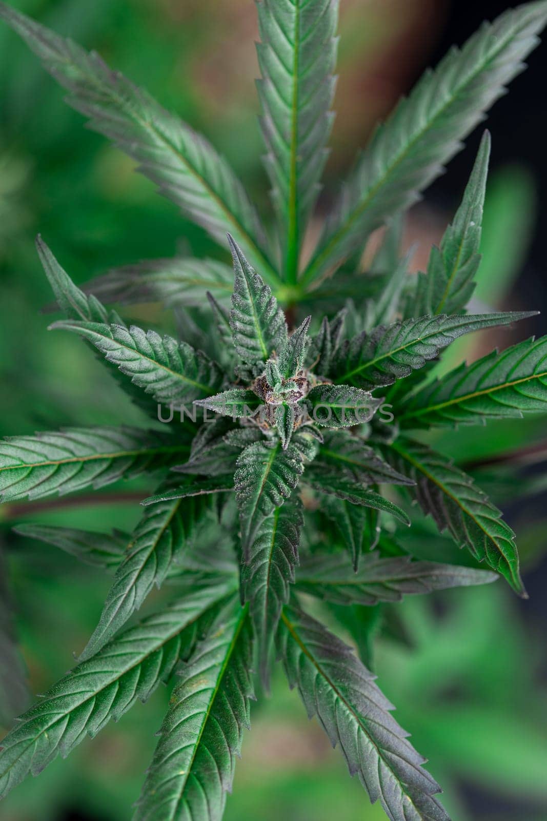 Marijuana plant with medical cannabis, cbd