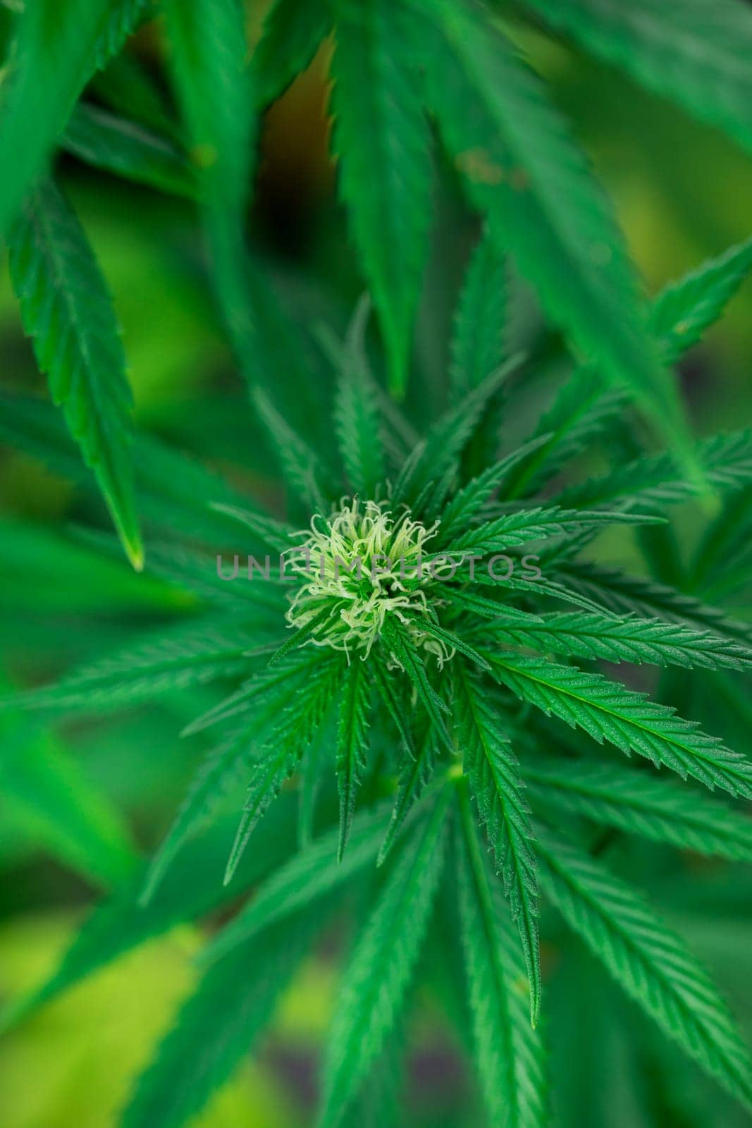 Close up view of green marijuana plant