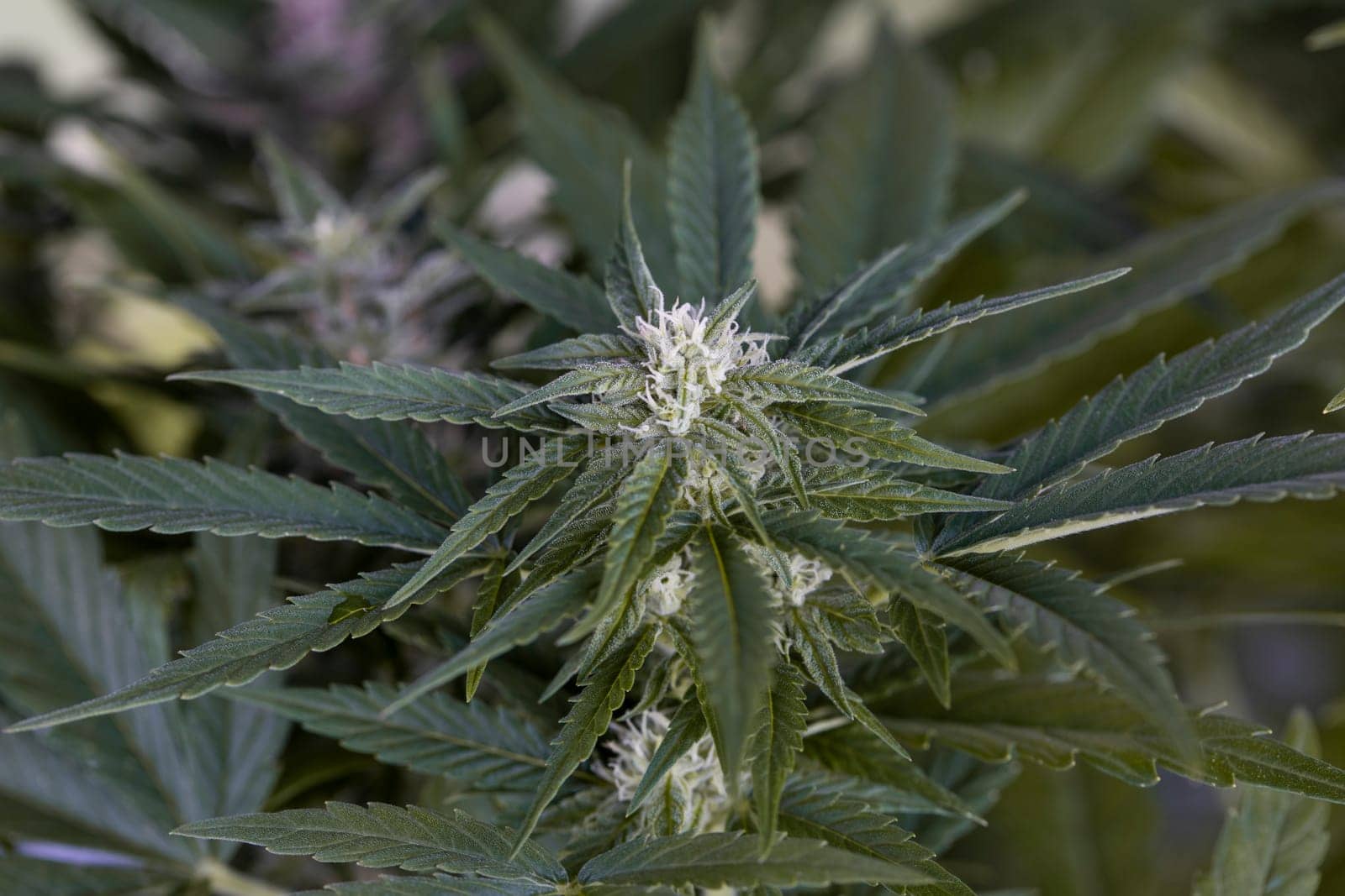Cannabis leaf and marijuana plant. medical marijuana cannabis