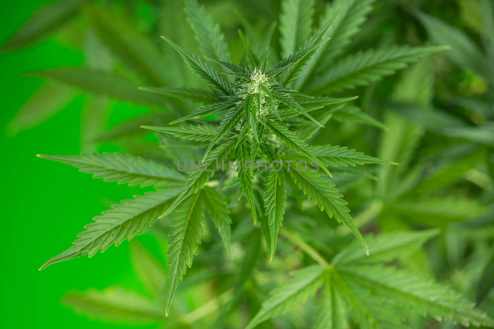 Close up view of green marijuana plant