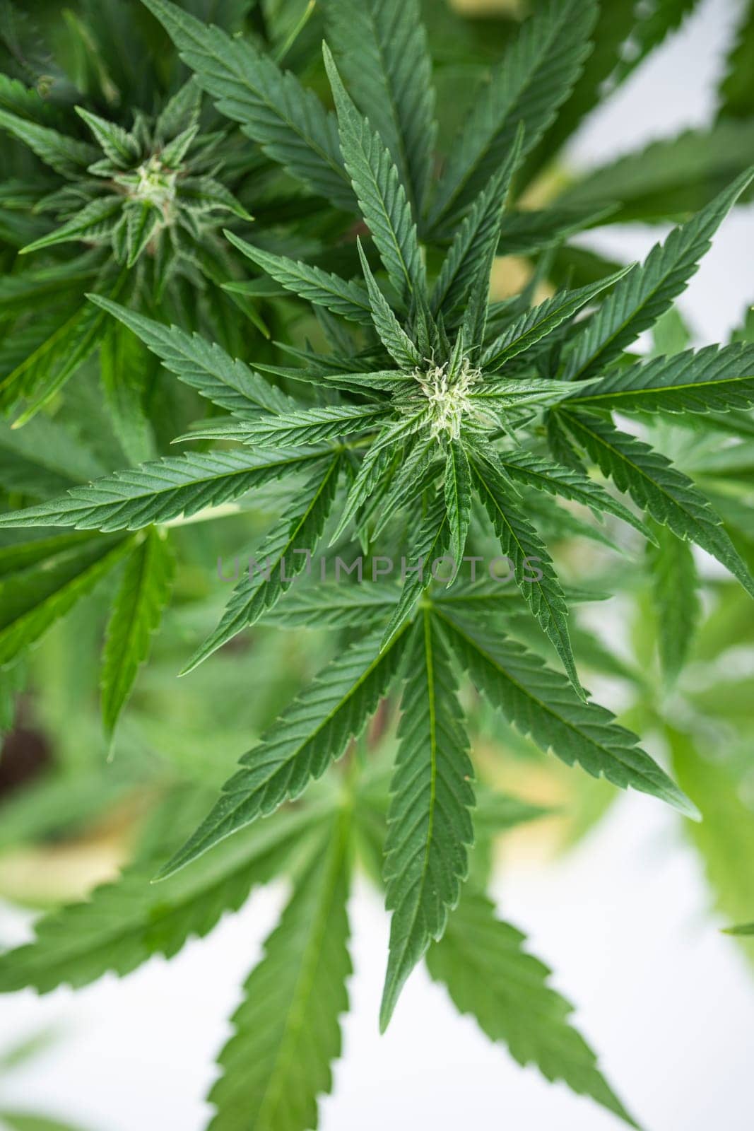 Marijuana, cannabis plant. cannabis plant