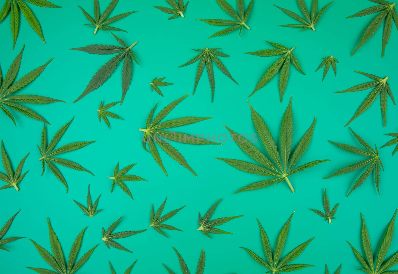 Flat lay composition, cbd, Cannabis leaves with marijuana
