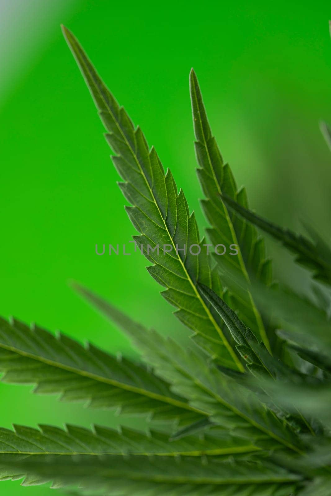 Close up view of green marijuana plant