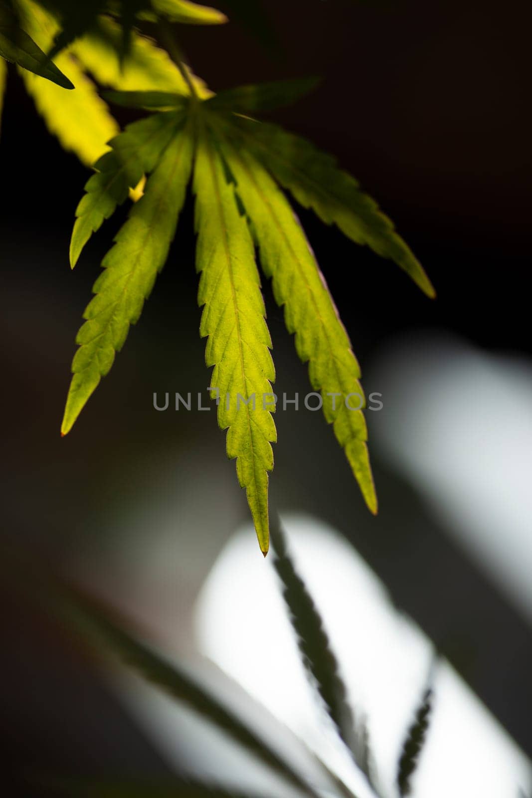 Weed medicine leaf, Grow indica flowering, Cannabis plant, Marijuana