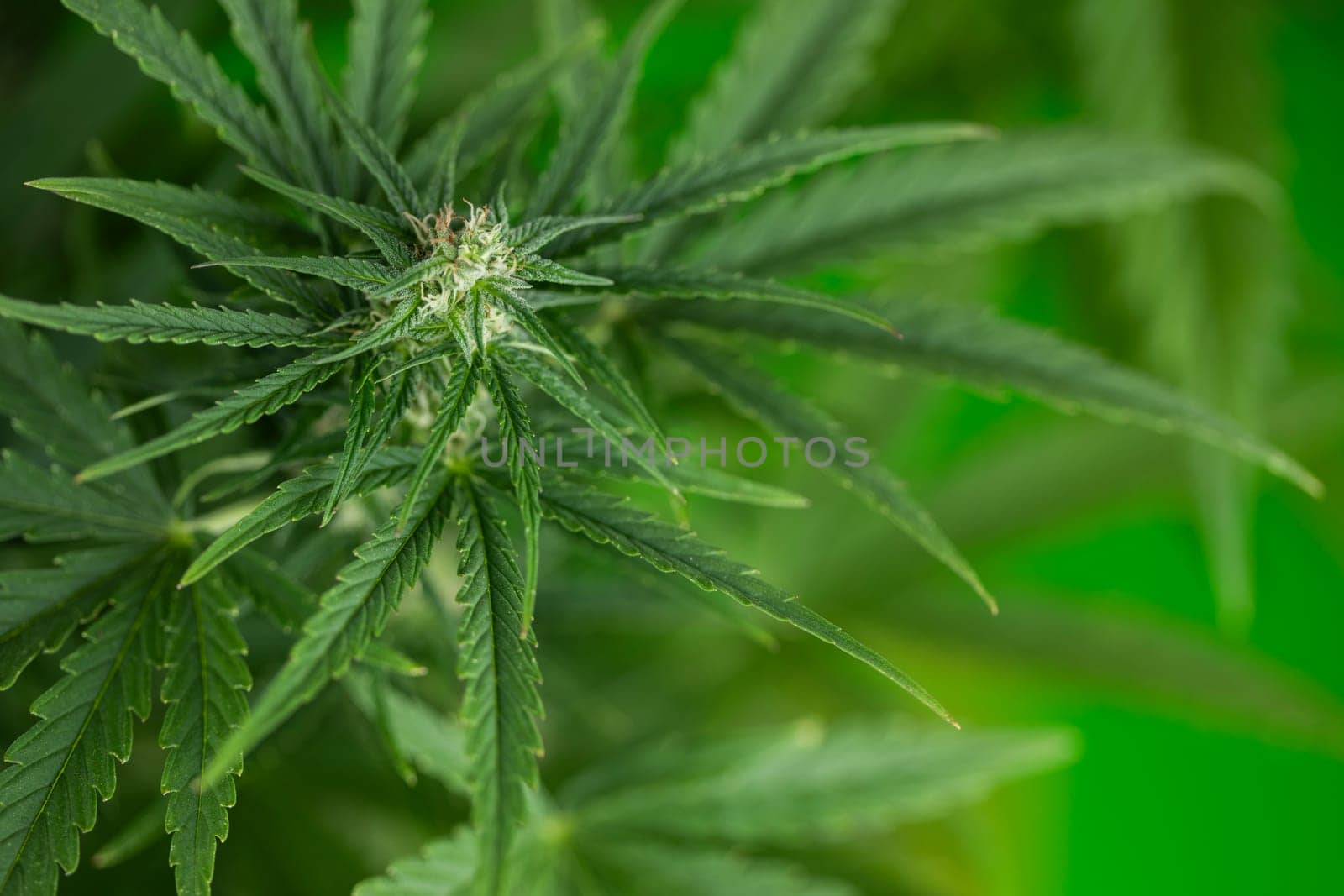 Cannabis leaves, green background, close up, marijuana