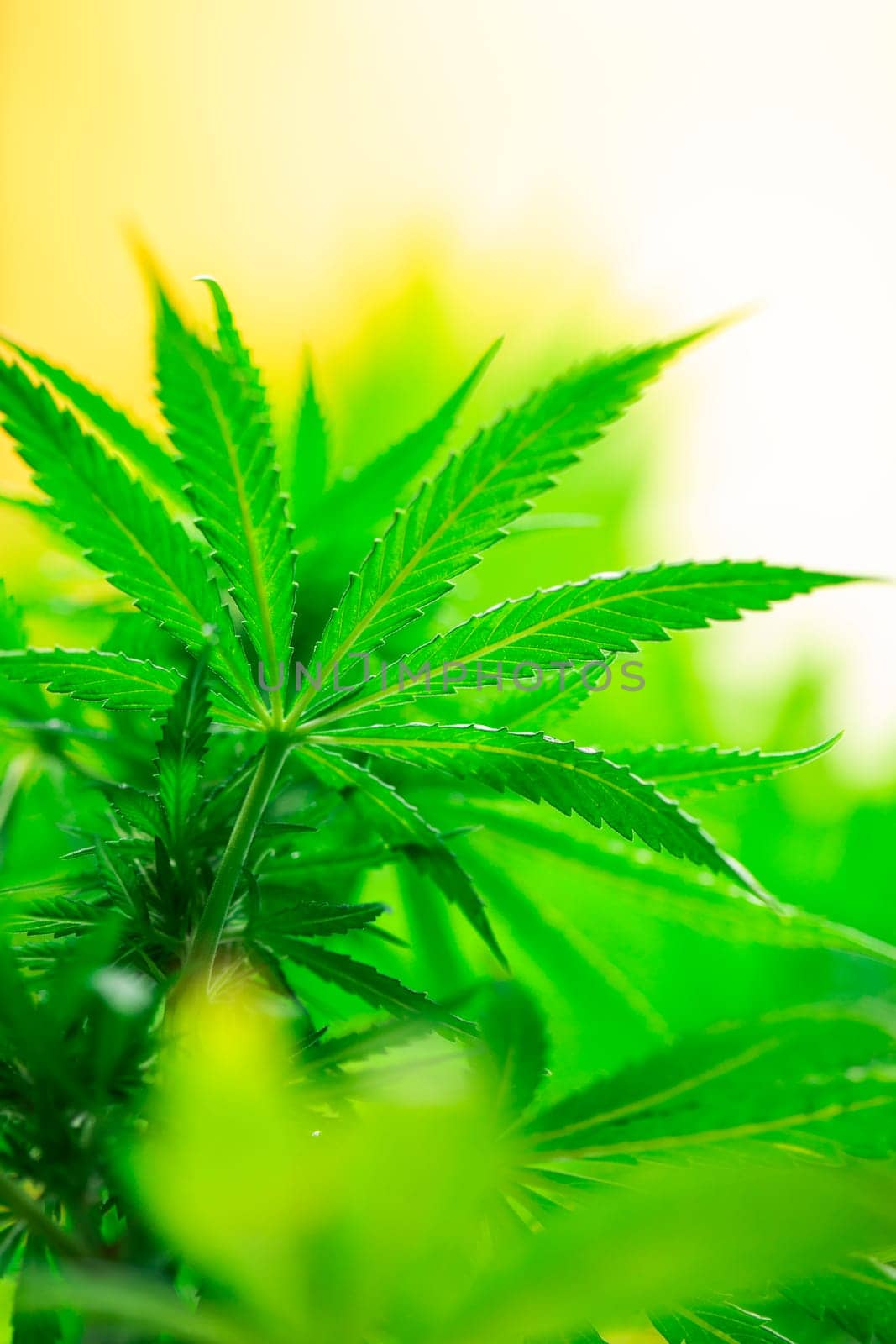Cannabis leaf and marijuana plant. medical marijuana cannabis