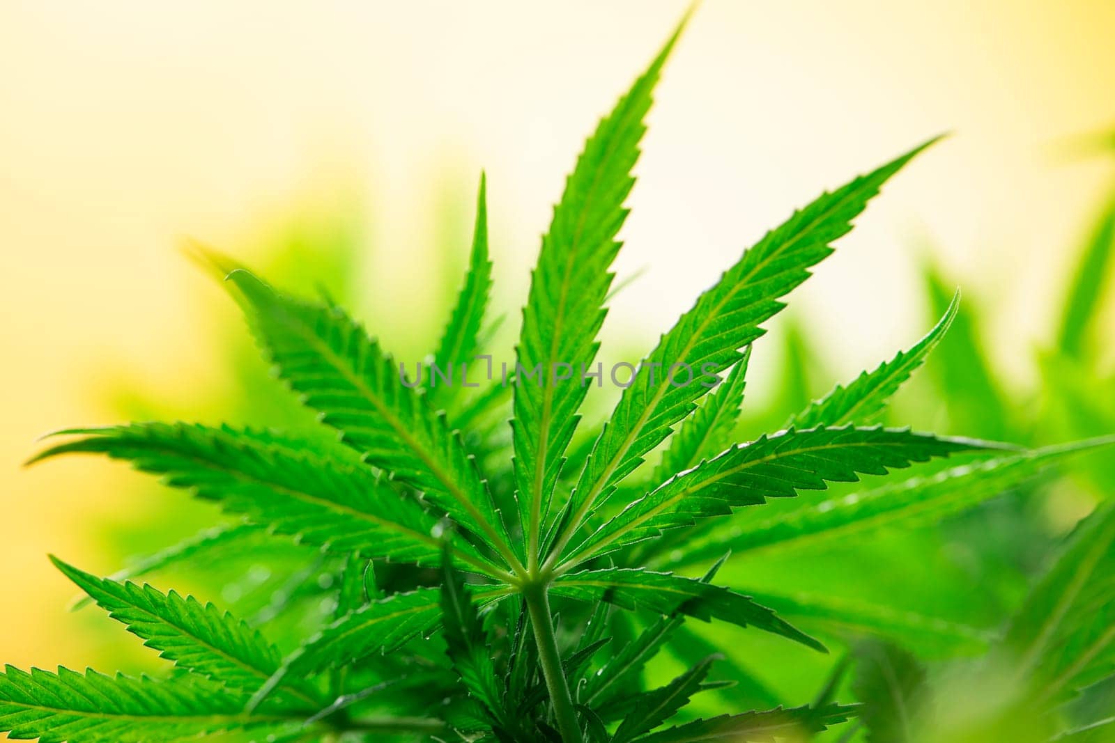 Close up view of green marijuana plant