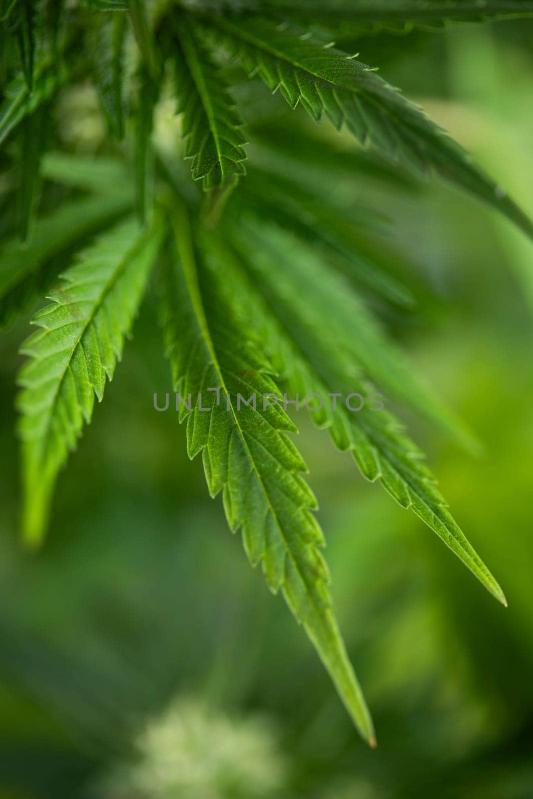 Marijuana, cannabis plant. cannabis plant