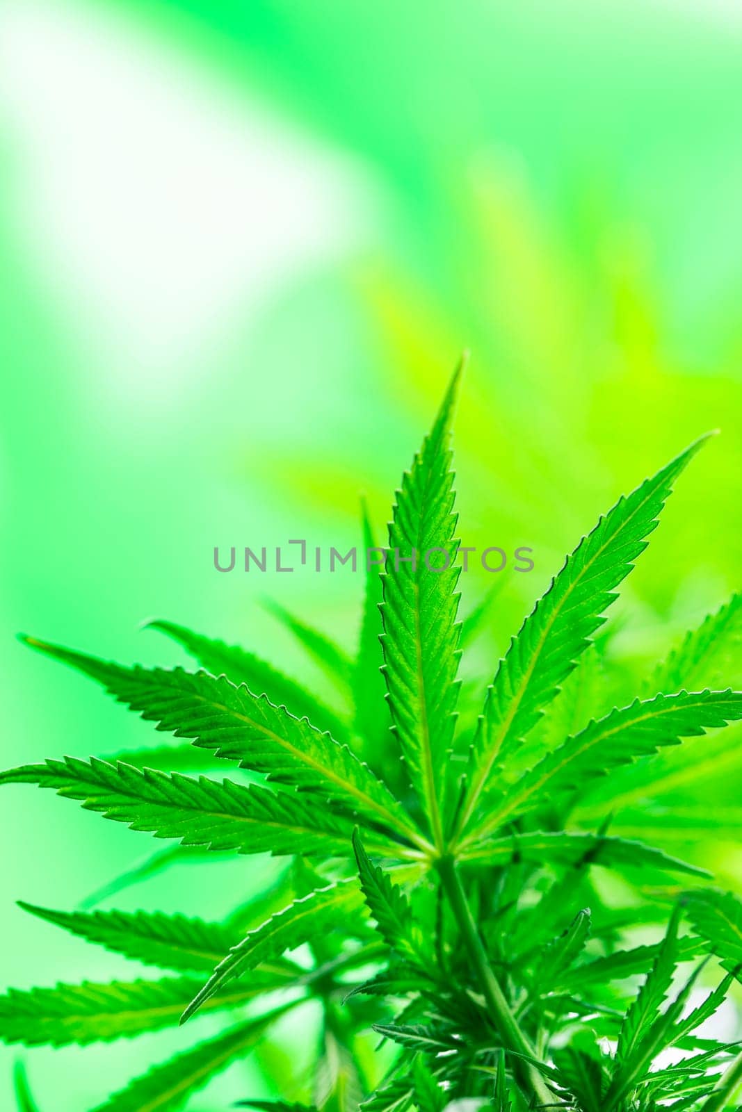 Close up view of green marijuana plant